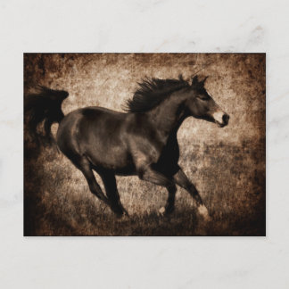 Carte Postale Cheval Rustique Sepia Galloping