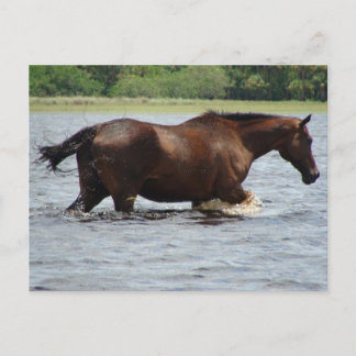 Carte Postale Cheval sauvage