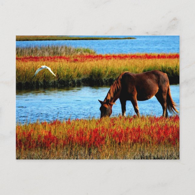 Carte Postale Cheval sauvage (Devant)