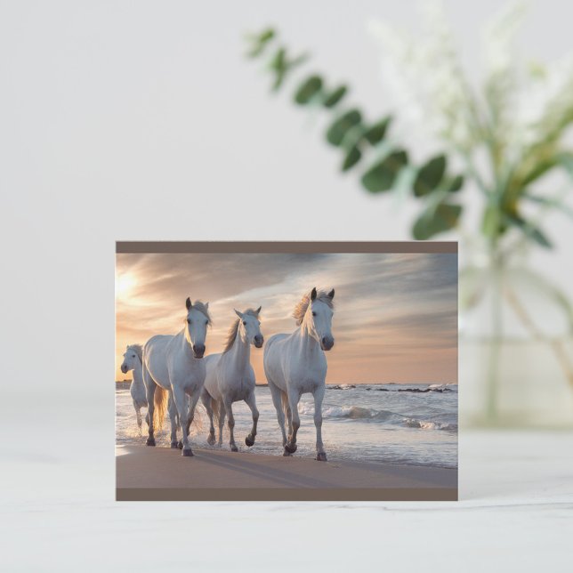 Carte postale Cheval sauvage (A group of four white horses walks gracefully along the shoreline at sunset.)