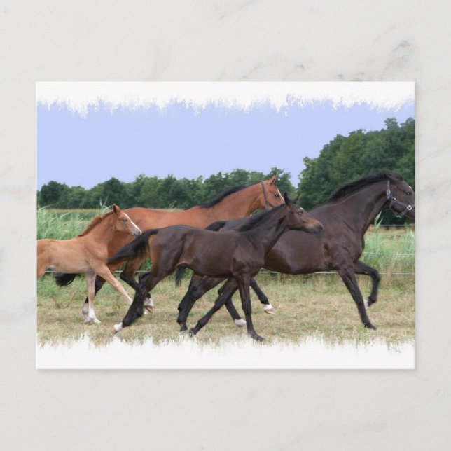 Carte postale Cheval sauvage (Devant)