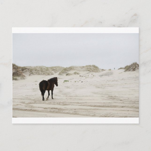 Carte Postale cheval sauvage à la plage de Corolla (Devant)