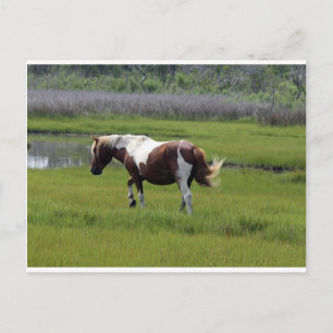 Carte Postale Cheval sauvage d'Assateague