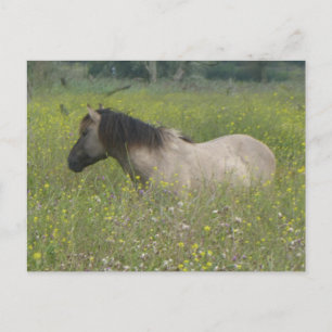 Carte Postale Cheval sauvage en champ de fleurs do-it-yourself c