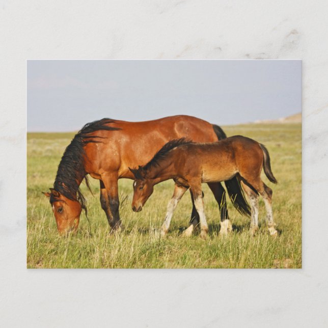 Carte Postale Cheval sauvage Mère et Colt pâturage (Devant)