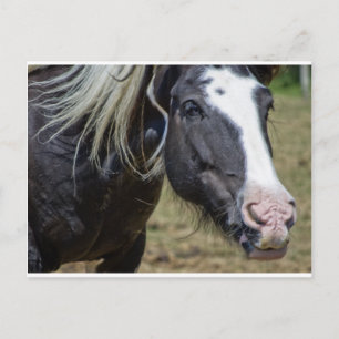 Carte Postale CHEVAL secouru