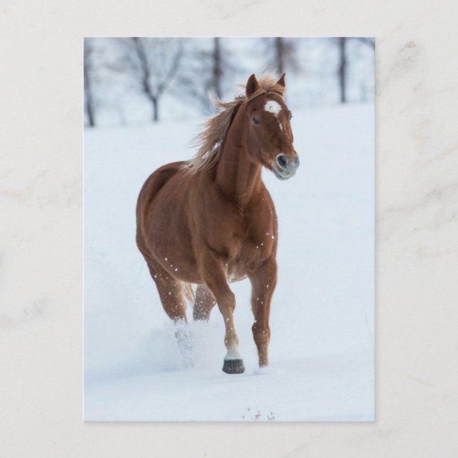 Carte Postale Cheval simple courant dans la neige (Devant)