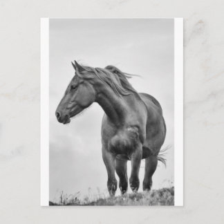 Carte Postale Cheval soufflé