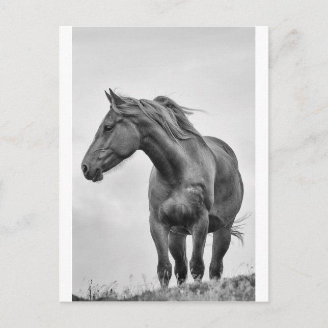 Carte Postale Cheval soufflé (Devant)