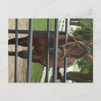 Carte Postale cheval souriant