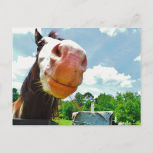 Carte Postale Cheval souriant