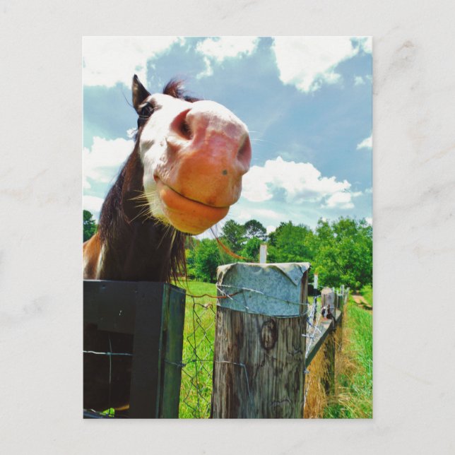 Carte Postale Cheval souriant (Devant)