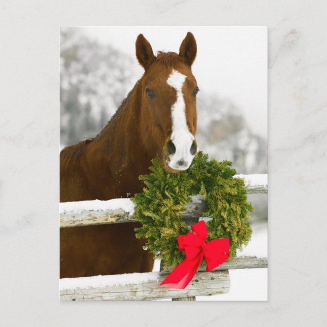 Carte Postale Cheval surplombant la clôture (Devant)