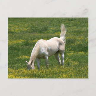 Carte Postale Cheval surpris