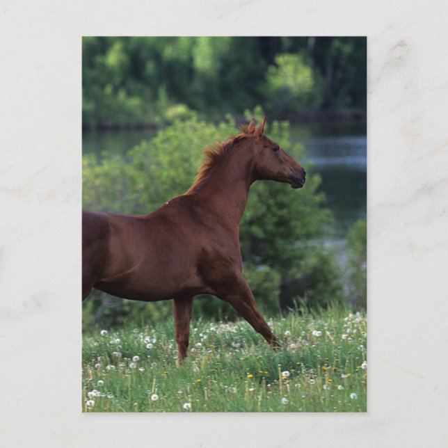 Carte Postale Cheval Thoroughbred debout en fleurs (Devant)