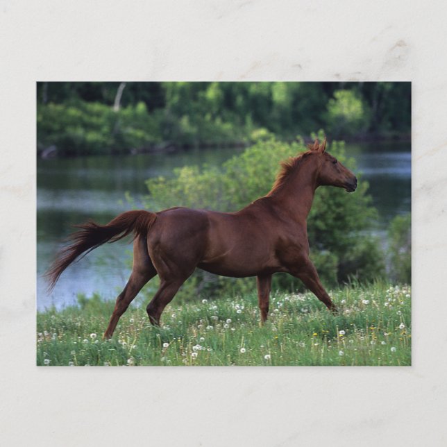 Carte Postale Cheval Thoroughbred debout en fleurs (Devant)