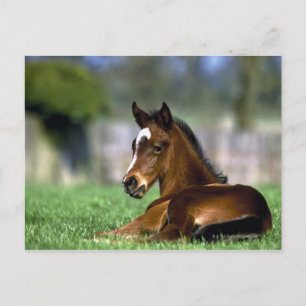 Carte Postale Cheval Thoroughbred   Irlande