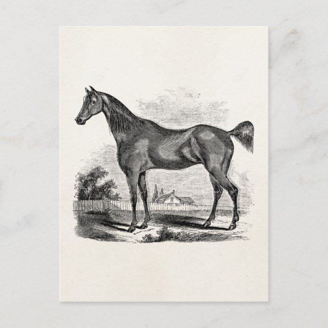 Carte Postale Cheval Thoroughbred vintage équestre personnalisé (Devant)