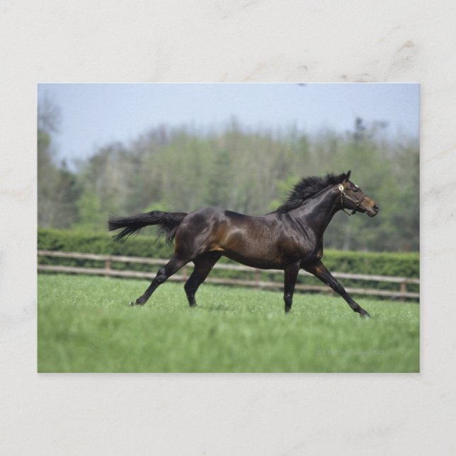 Carte Postale Cheval Thoroughbreds, Wassl 1988, (Devant)