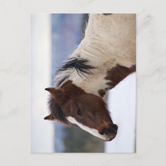 Carte Postale Cheval Tri Coloré (Devant)