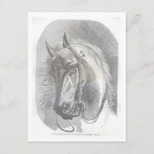 Carte Postale Cheval vintage
