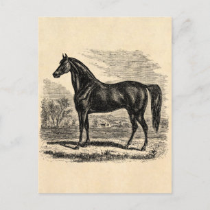 Carte Postale Cheval Vintage 1800s - Modèle Équestre Morgan