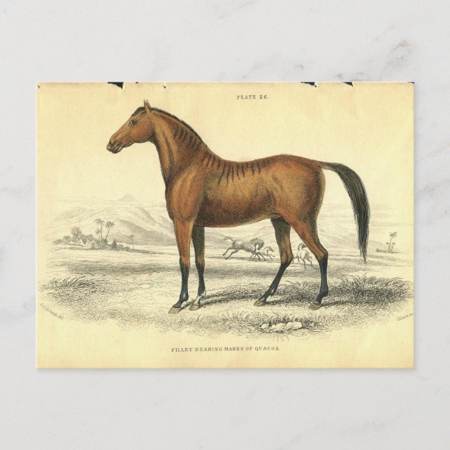 Carte Postale Cheval vintage Imprimer Jardine 1838 Filley (Devant)