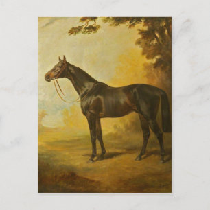 Carte Postale Cheval vintage Thoroughbred