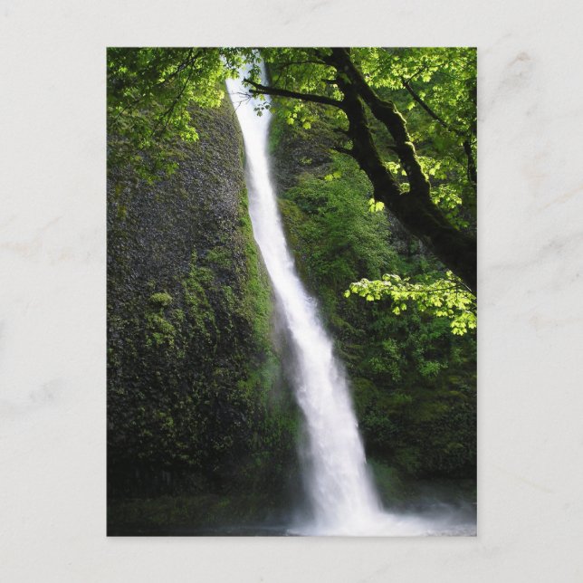 Carte postale ChevalTail Falls (Devant)
