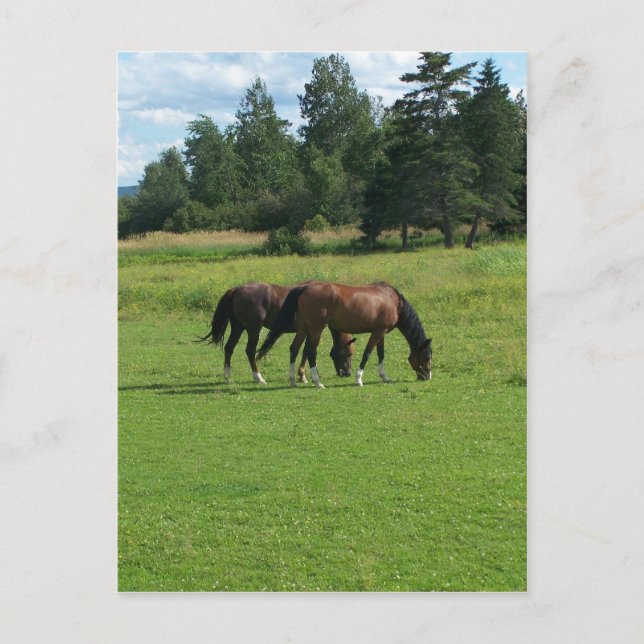 Carte Postale Chevaux (Devant)