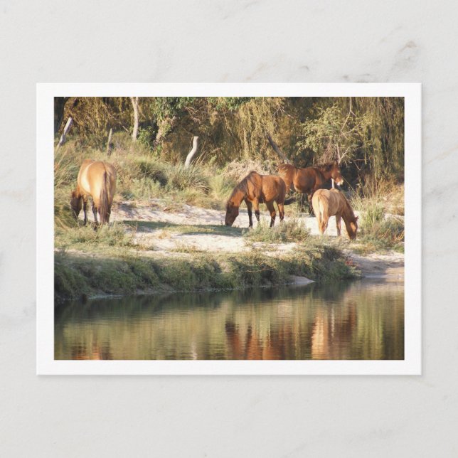 Carte Postale chevaux (Devant)