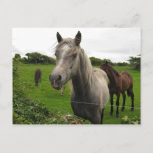 Carte Postale Chevaux