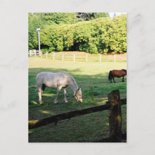 Carte Postale Chevaux