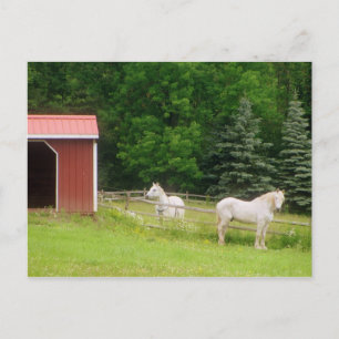 Carte Postale Chevaux