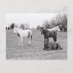 Carte Postale Chevaux