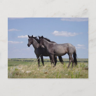Carte Postale Chevaux