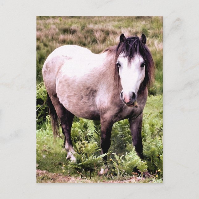 CARTE POSTALE CHEVAUX (Devant)