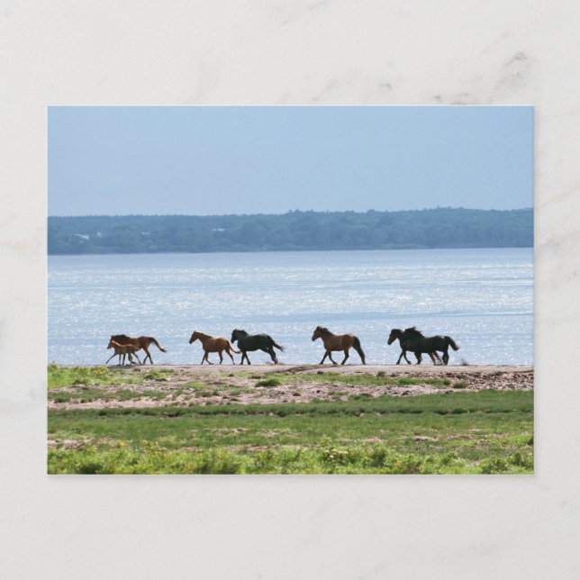 Carte Postale Chevaux (Devant)