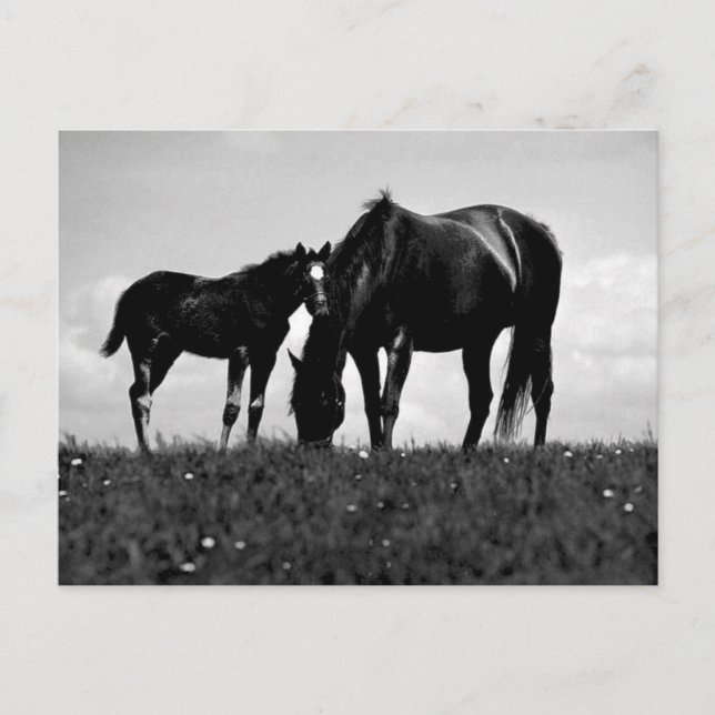 Carte Postale Chevaux (Devant)