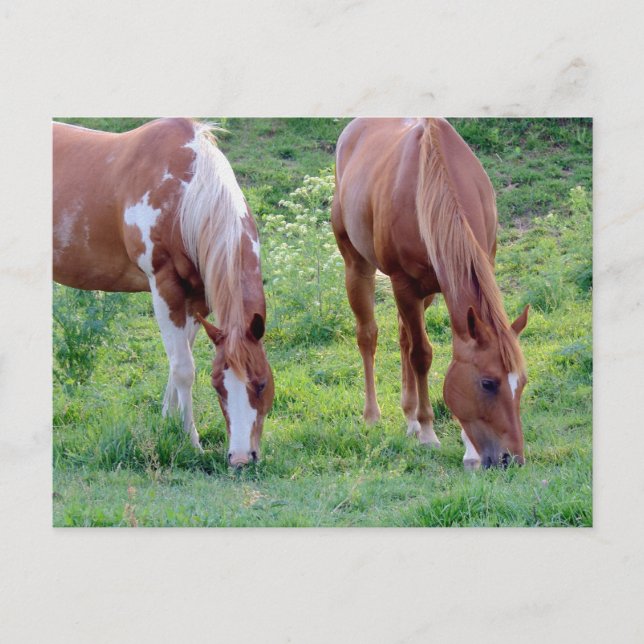 Carte Postale Chevaux (Devant)
