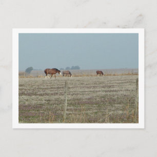 Carte Postale chevaux