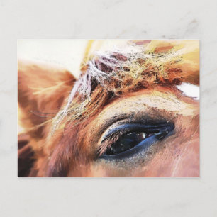 CARTE POSTALE CHEVAUX