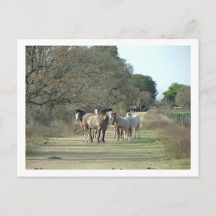 Carte Postale chevaux