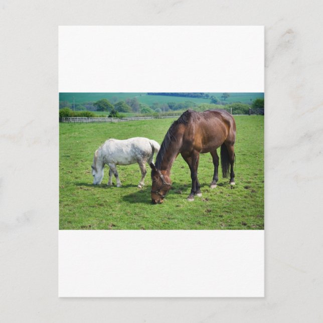 Carte Postale Chevaux (Devant)