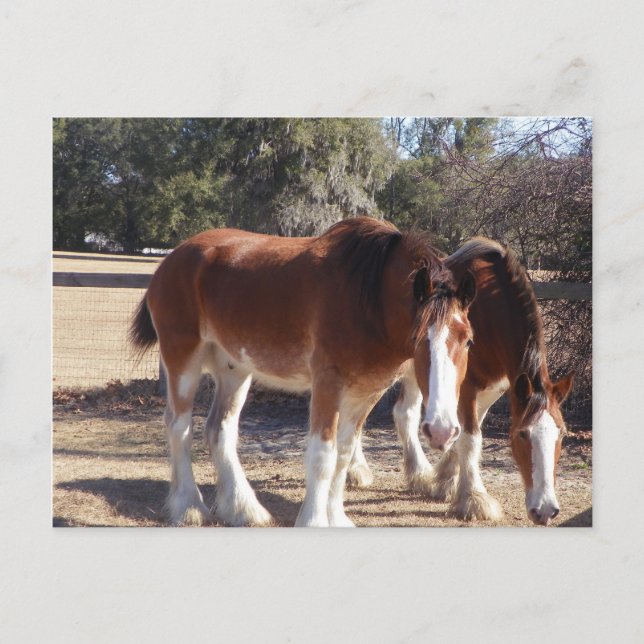 Carte Postale Chevaux (Devant)