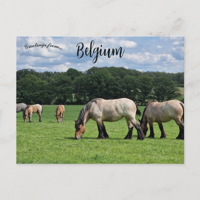 Carte Postale Chevaux à Durbuy Belgique (Devant)