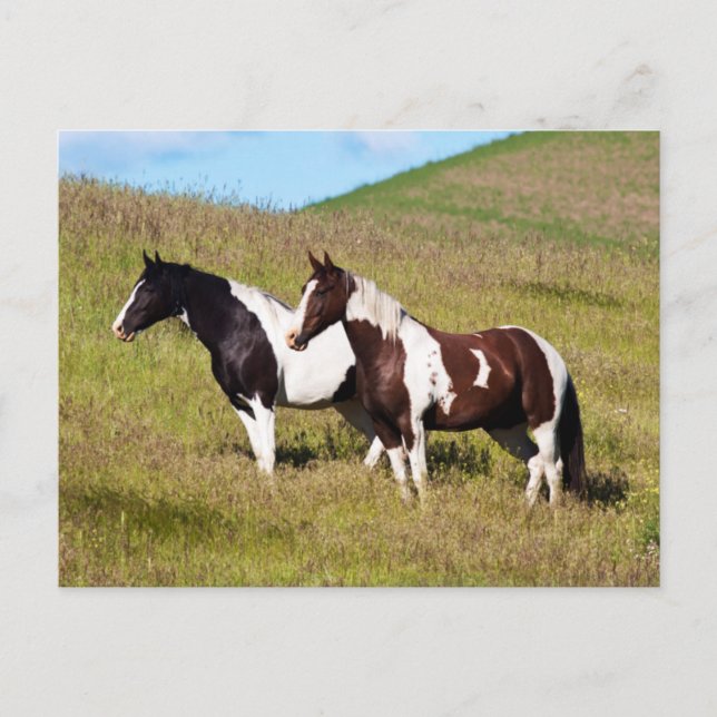 Carte Postale Chevaux à flanc de colline (Devant)