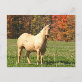 Carte Postale Chevaux à l'automne