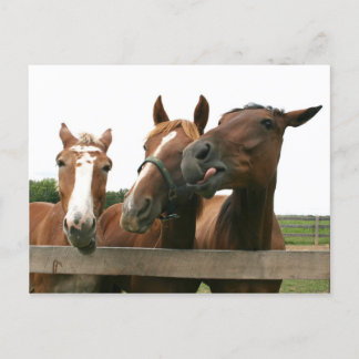 Carte Postale Chevaux agissant idiot