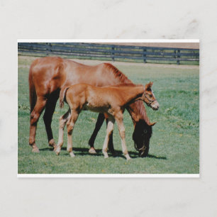 CARTE POSTALE CHEVAUX AMICAUX